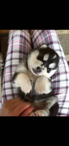 Filhote Husky Siberiano, Pequenos, fofos e cheios de amor para compartilhar!