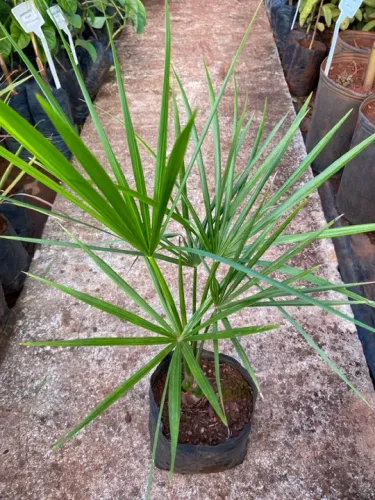 Muda de buriti