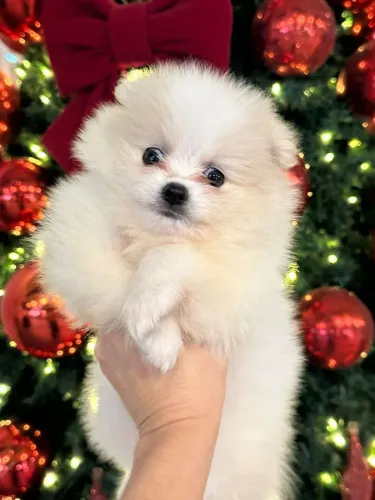 Spitz Alemão foto real! Fofo e Carinhoso. Pedigree CBKC