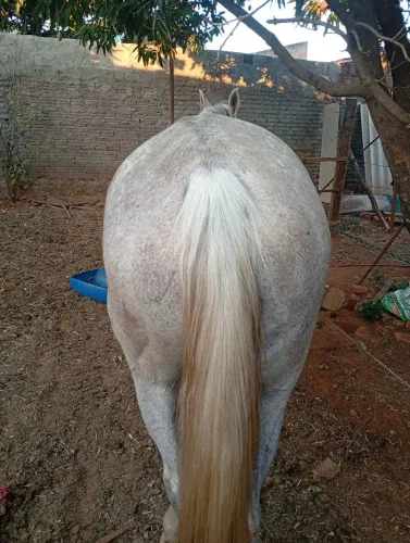 Égua boa quarto de milha pura 