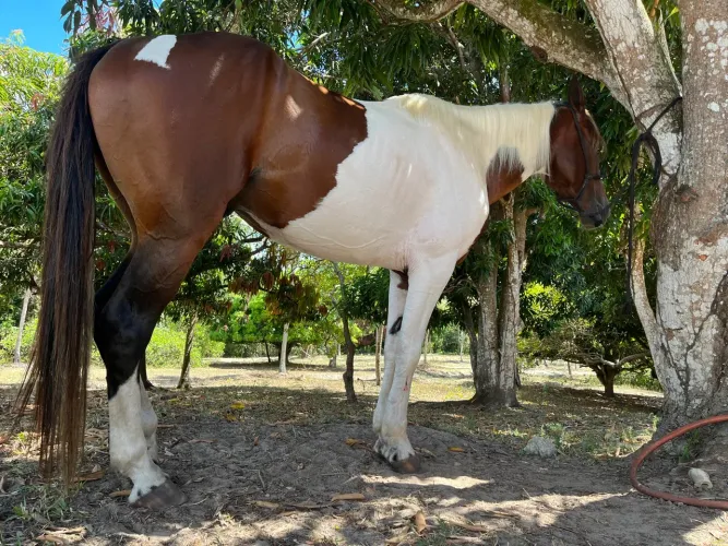 Vendo Cavalo Mangalarga Marchador