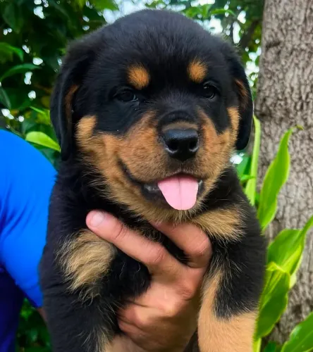 Filhote Rottweiler, O Amor Verdadeiro Tem Quatro Patas e Um Rabinho Feliz!
