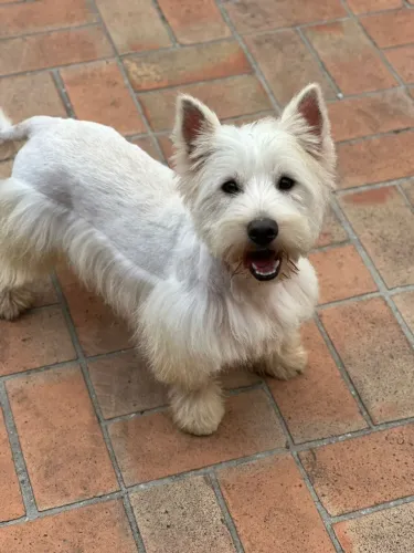 West Terrier |  Macho 1 ano - Castrado 
