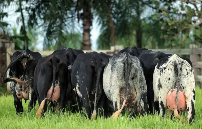 Vacas 1/2 sangue de FIV - Alta Produção