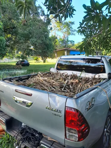 PLANTE CAPIAÇU NO INVERNO PRA SORRIR NO VERAO