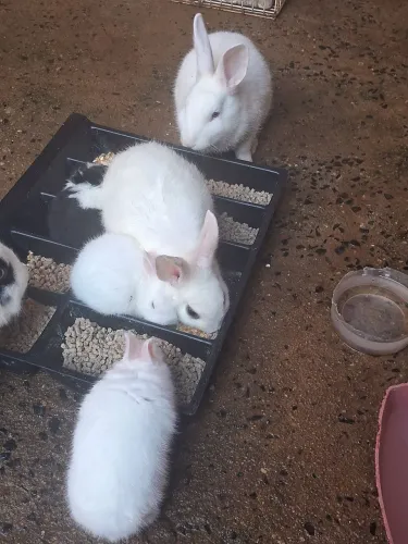 Eu estou  vendendo  esses coelhos 