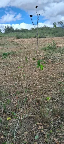 Terreno próximo ao Retiro coração de Maria. Aceito troca 