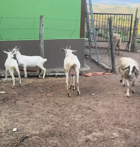 Cabras e bode saanem junto ou unidade.