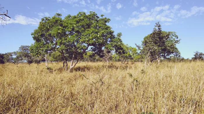 Fazenda 85 Ha - Mirabela, MG