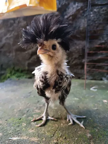 Galinha Polonesa prata