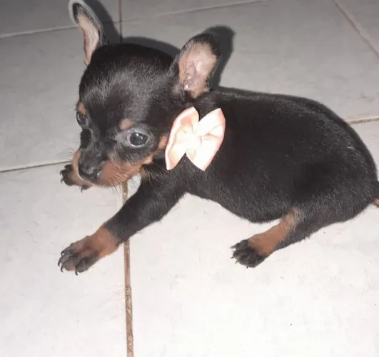 Pinscher macho