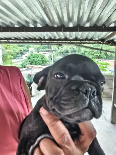 cruza de Bull dog francês com Pug macho preto tigrado no precinho