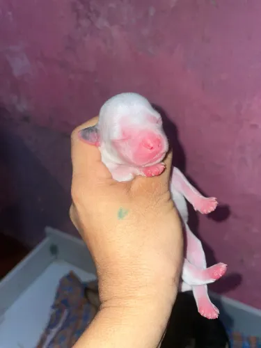 Pinche com buldogue francês 