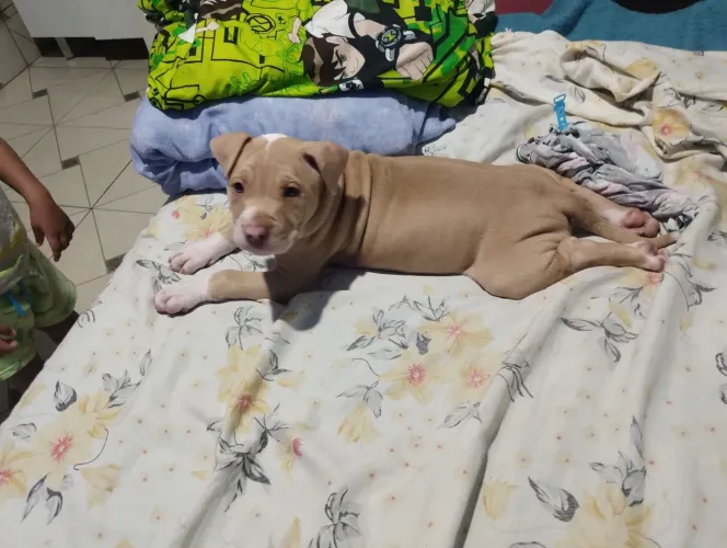 Filhote fêmea de Pitbull