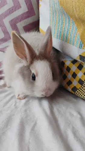 Coelhos mini rex