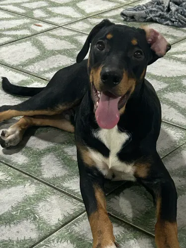 Cachorros para doação