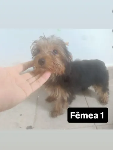 Filhote de yorkshire terrier a venda 