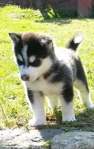 Husky siberiano Uma companhia que aquece mais que chocolate quente