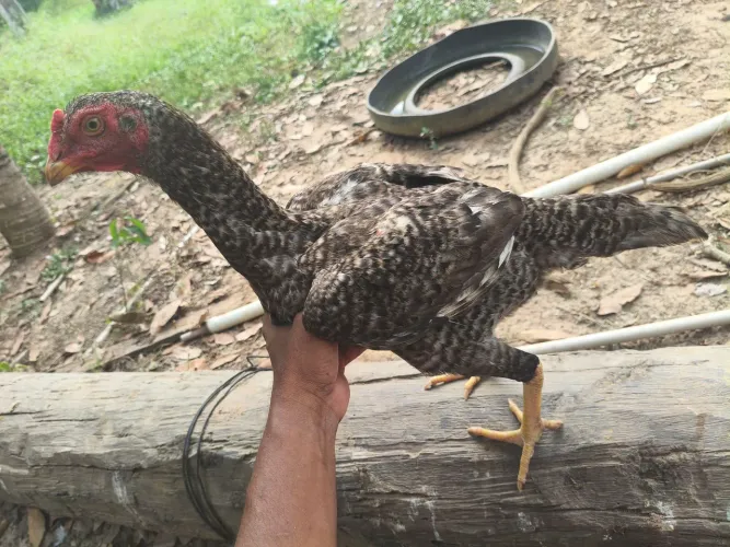 Vendo galinhas indianas 