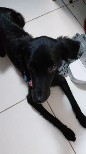 Adoção responsável