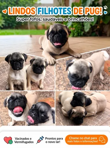 Filhotes de pug. Disponível últimos 2 filhotes de excelente linhagem
