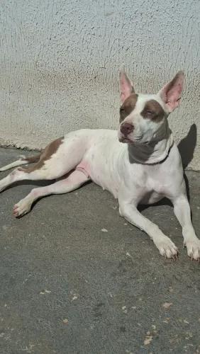Pit bull fêmea para cruza 