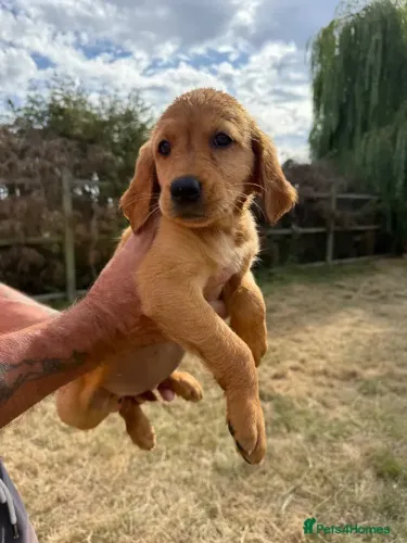 Filhotes alegre e carinhoso Golden Retriever