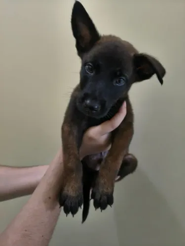 Pastor belga malinois