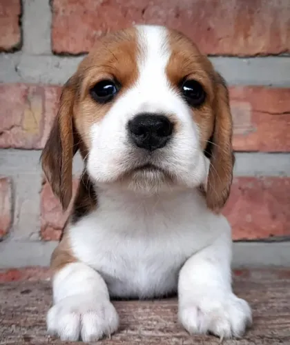 Filhotes de Beagle |  Amor que nunca decepciona.