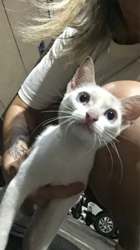 Gatinho abandonado em um condomínio