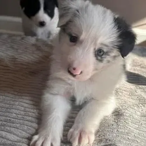 Border Collie,Border Collie Filhote Saudável Excelente Companhia