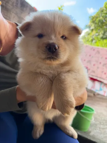 Chow Chow Macho para venda