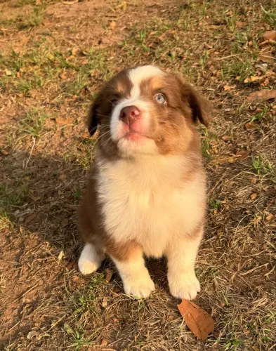 Border Collie