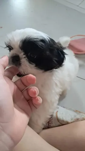 Shitzu