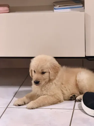 Filhote de Golden