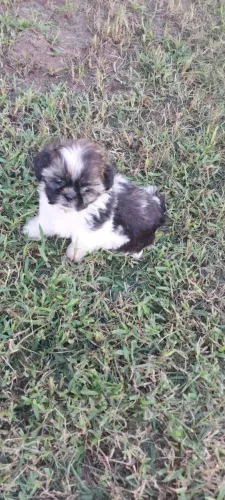 Shih Tzu