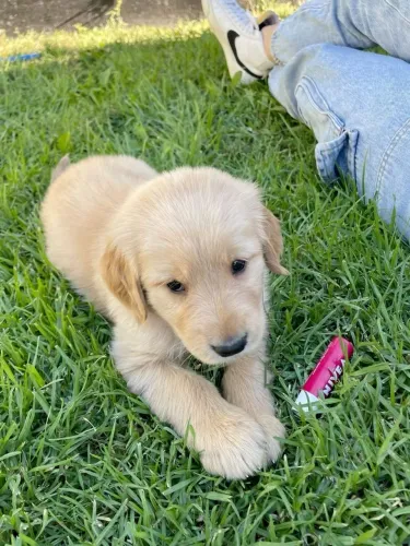 doação filhotes golden retriever