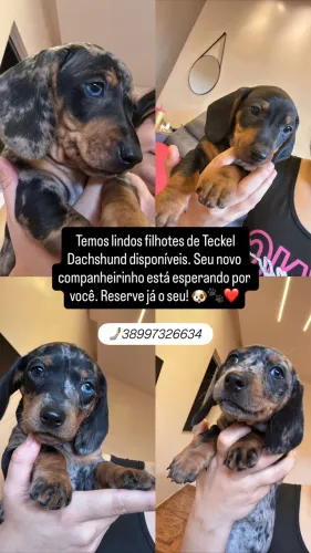 Filhotes de Teckel Dachshund