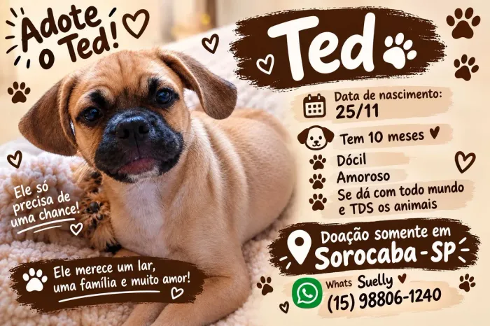 Adote o Ted urgente