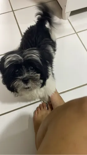 Shitzu