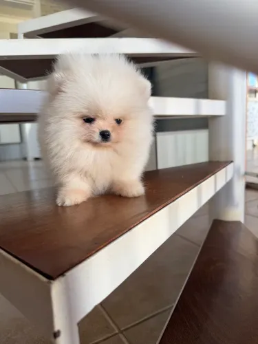 Spitz alemão
