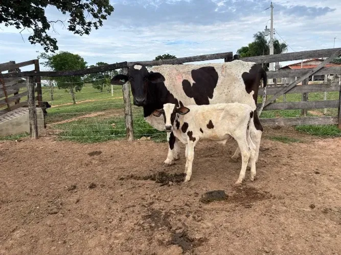 Vaca leiteira parida de macho