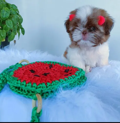 Fêmea shih Tzu com pedigree