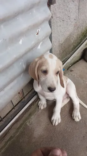 Beaglo com fox