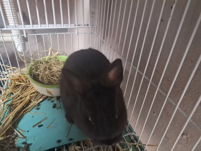 Coelho mini doação