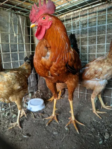  Galinha e galo
