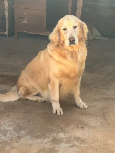 Golden retriever fêmea ( doação ) 5 anos