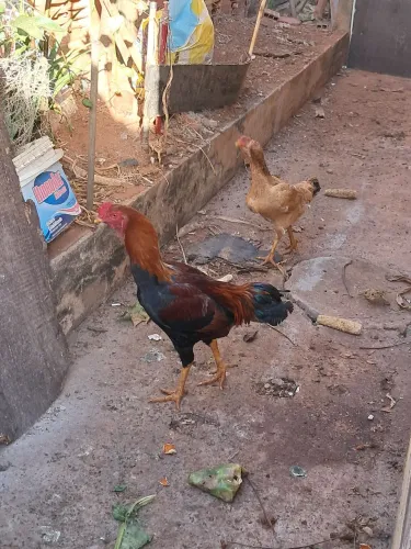 Galo e Galinha