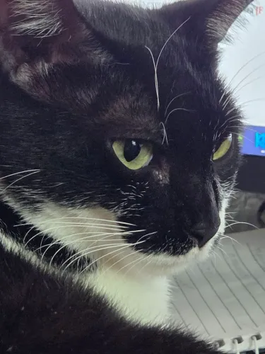 Gata para adoção - Lady