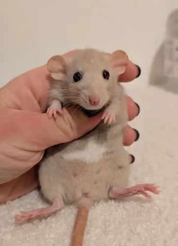 rato fofinho